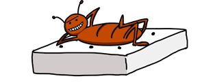 BUG 5 - Bedbugs